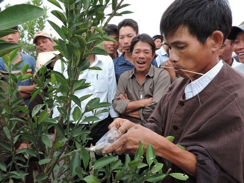 Festival highlights kumquat growing craft in central Vietnam - ảnh 2